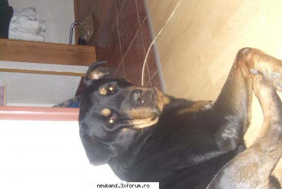 animalele noastre cam idioata poza, anyway, rex <3